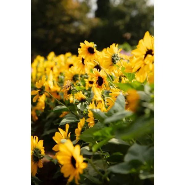 World Botanics Full Summer zonnebloem planten compact