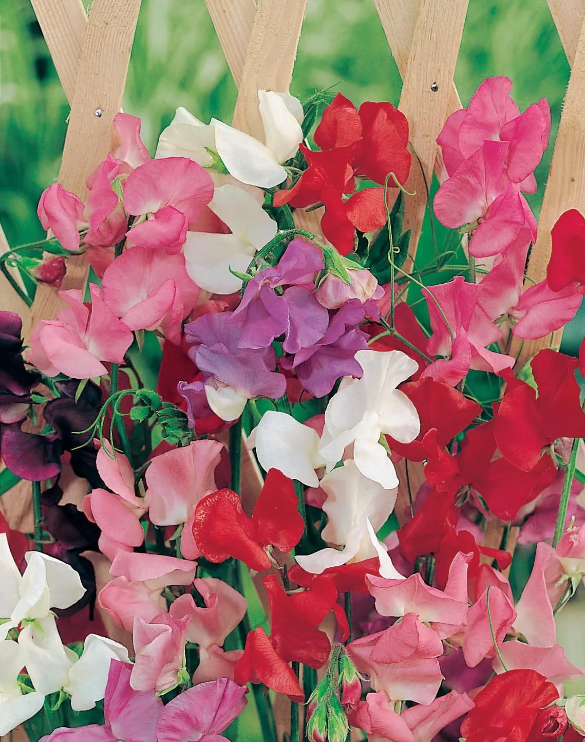 World Botanics Sweet Pea Jet Set Mixed siererwt zaden