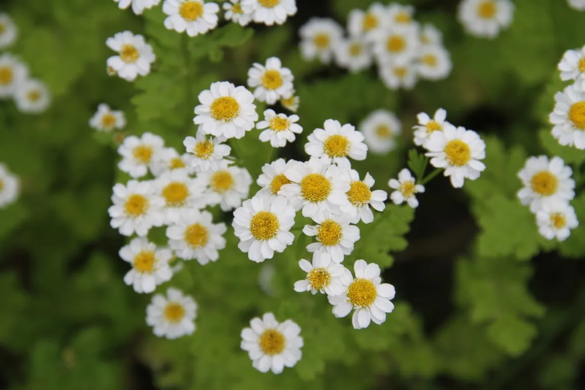 Vitale Rassen Moederkruid Magic Single zaden onbespoten
