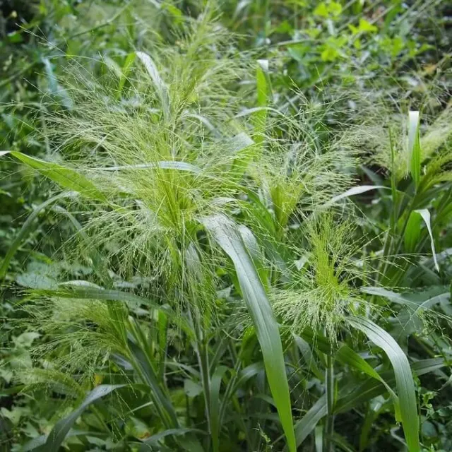 MediGran Panicum capillare zaden draadgierst onbespoten