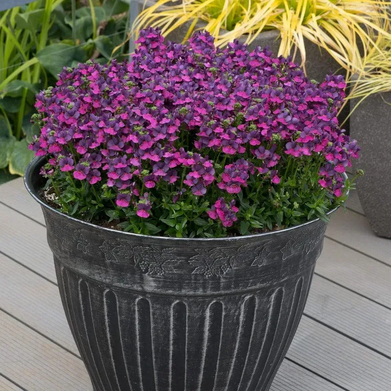 World Botanics Lady Lisa nemesia jonge planten 5 stuks