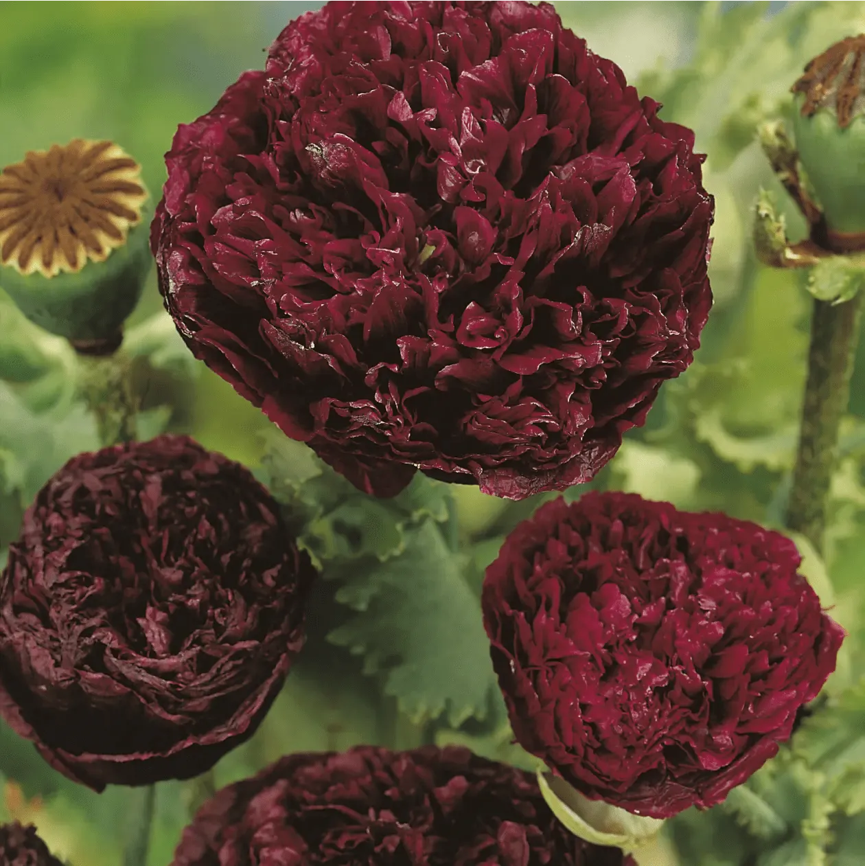 Johnsons Paeony Black papaverzaden dubbel zwart 75 cm