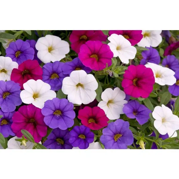 Trixi Spirit calibrachoa bloemplanten 5 jonge planten zon