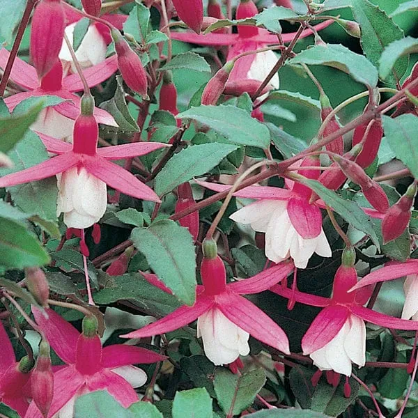 World Botanics Fuchsia Alice Hoffman bloemplanten 5 stuks winterhard
