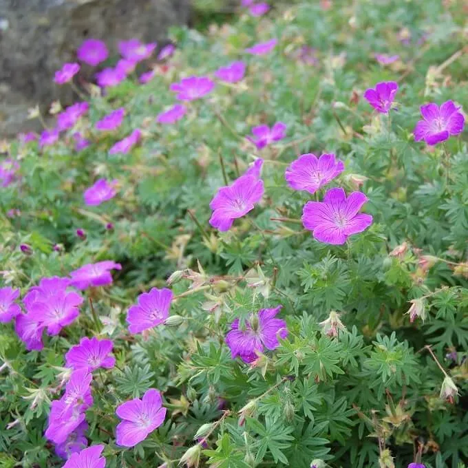 MediGran Geranium sanguineum Bloedooievaarsbek zaden zon