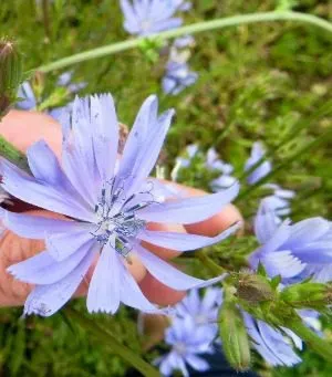 MediGran Cichorium intybus wilde cichorei zaden inheems