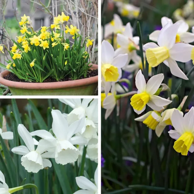World Botanics Narcissi Pot Collection bloembollen 45 stuks mix