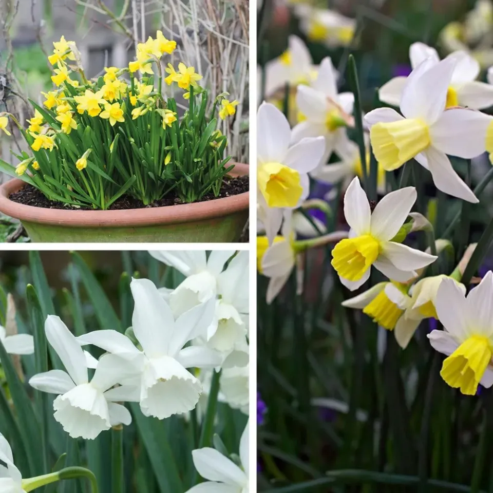 World Botanics Narcissi Pot Collection bloembollen 45 stuks mix