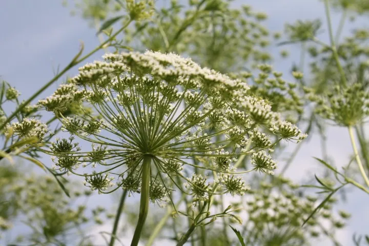 Vitale Rassen Bloemenfeest Bloemenmix Zaden Onbespoten