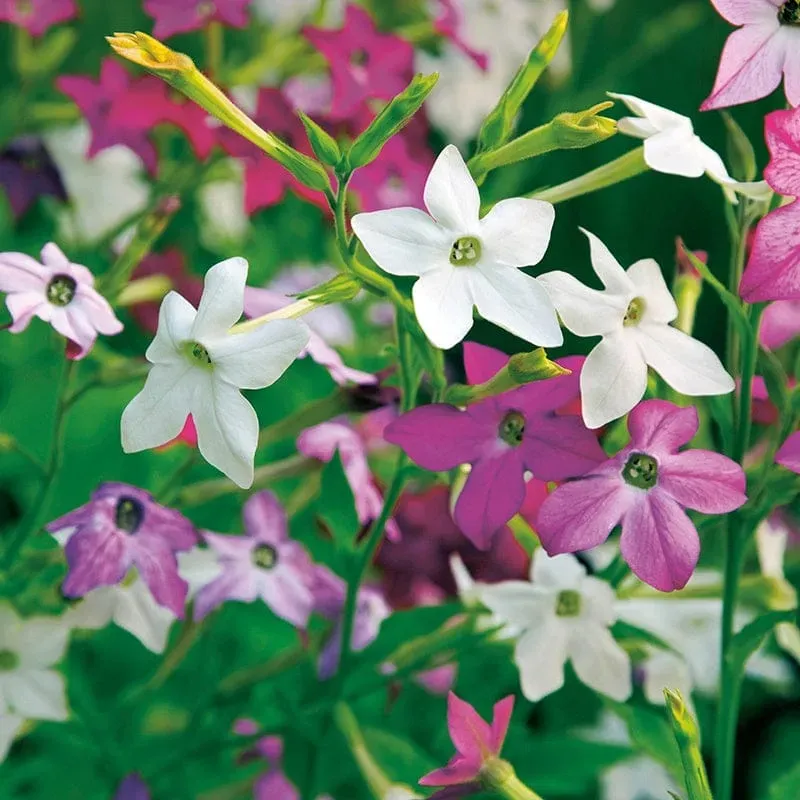 World Botanics Perfume Mixed F1 tabaksplant 15 tuinplanten gemengd