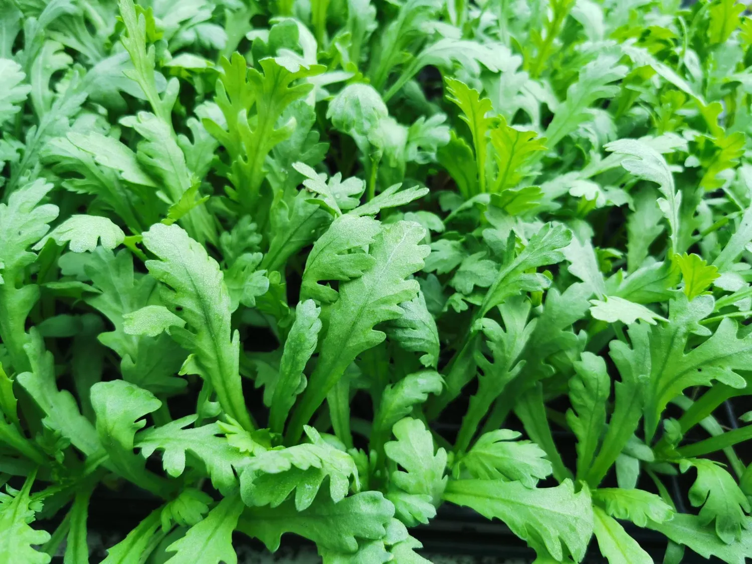 De Tuinen van MergenMetz Tong Ho Big Leaf eetbare chrysant zaden 2 gr