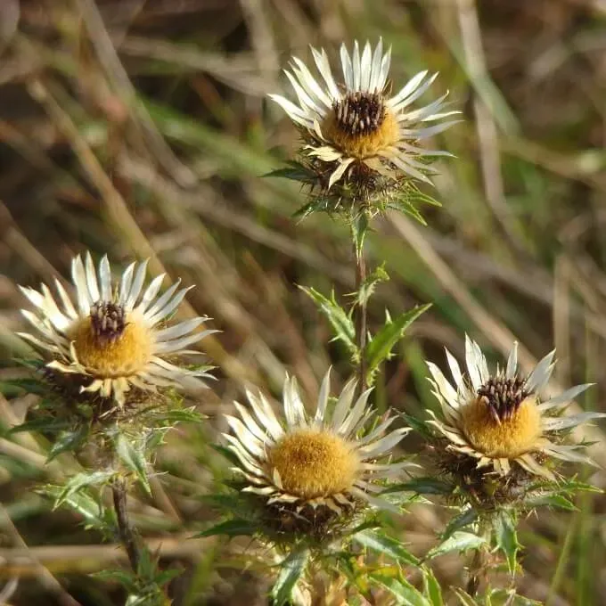 MediGran Carlina vulgaris driedistel zaden onbespoten