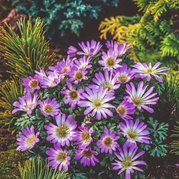 World Botanics Anemone Blanda Pink Star bloembollen 20 stuks roze