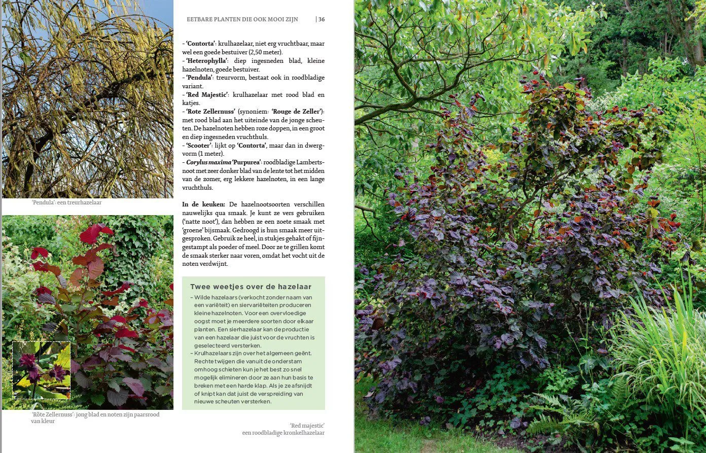 De Tuinen van MergenMetz De Eetbare Siertuin boek eetbare planten