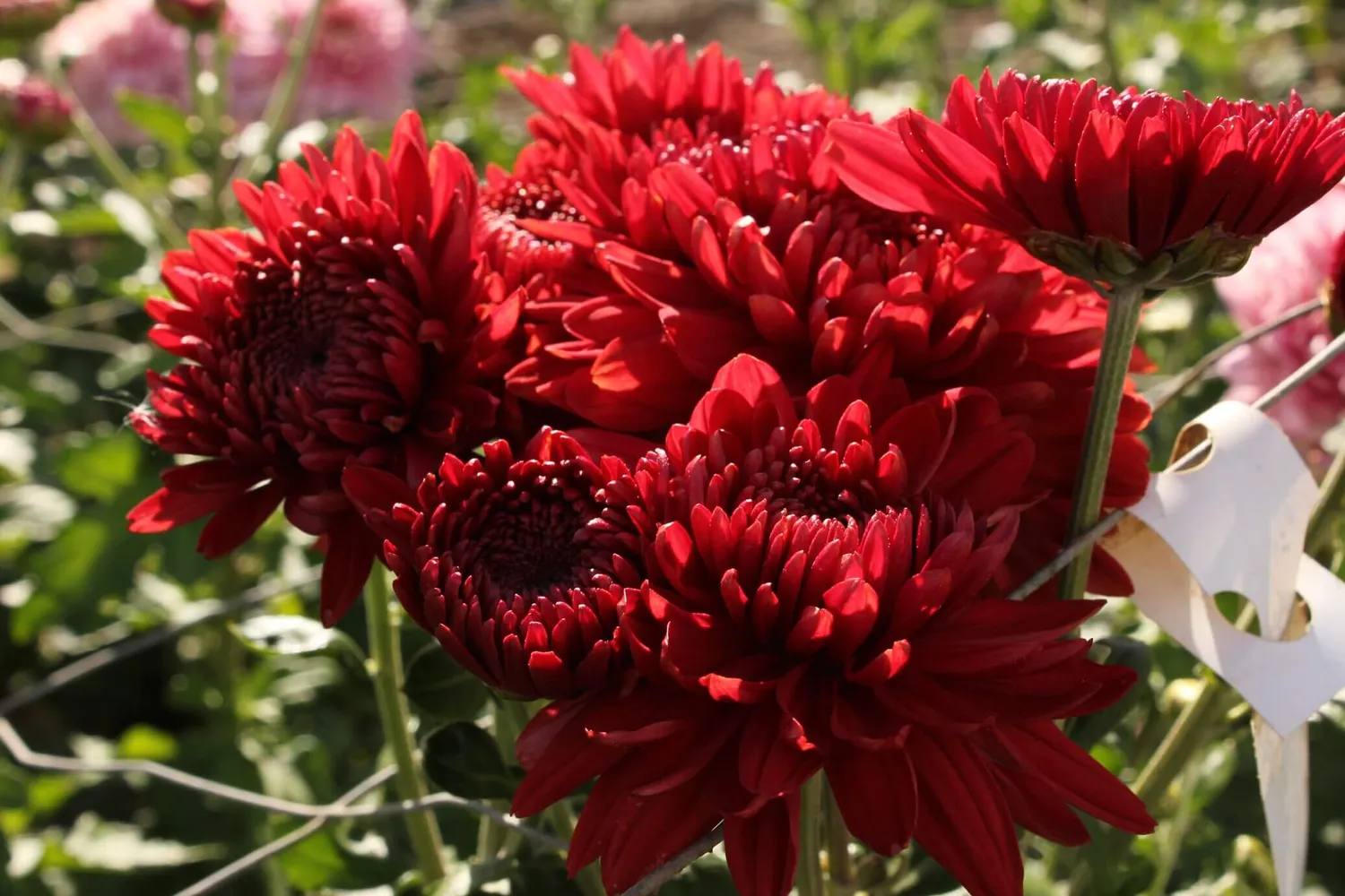 World Botanics Quantock Collection chrysant planten 5 stuks pluk