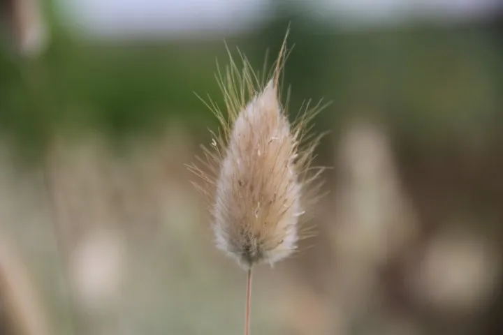 Vitale Rassen Zadenbox Droogbloemen bloemzaden set onbespoten