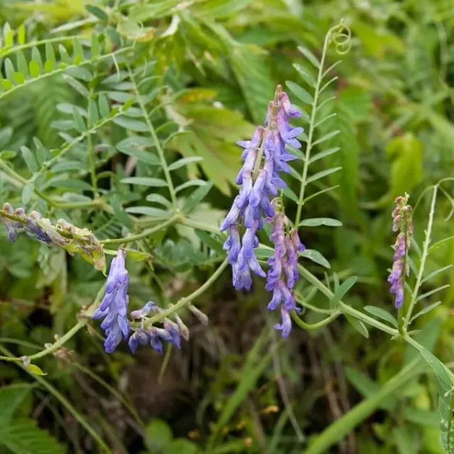 MediGran Vicia cracca zaden vogelwikke bijenplant