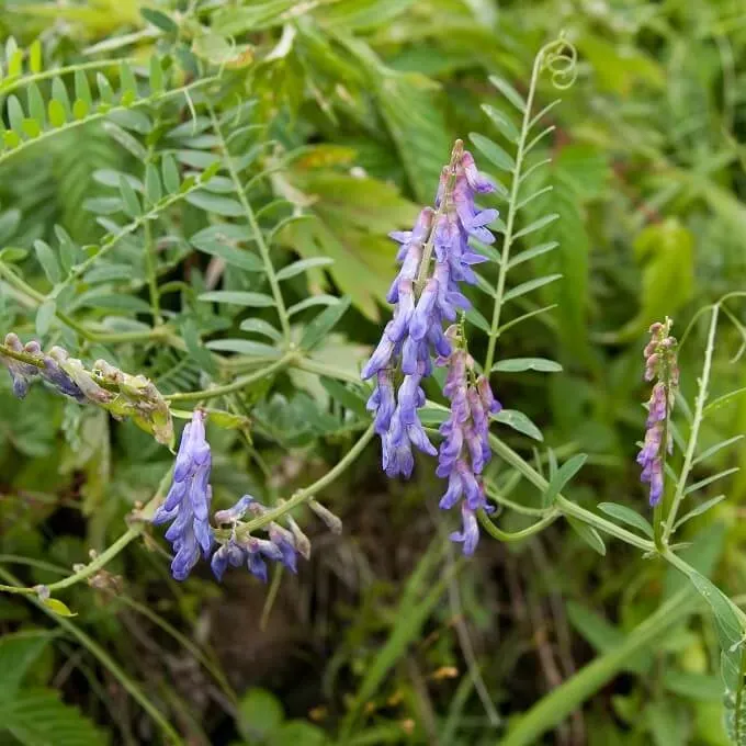 MediGran Vicia cracca zaden vogelwikke bijenplant