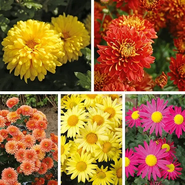 World Botanics Woolmans Chrysant tuinplanten collectie 5 stuks