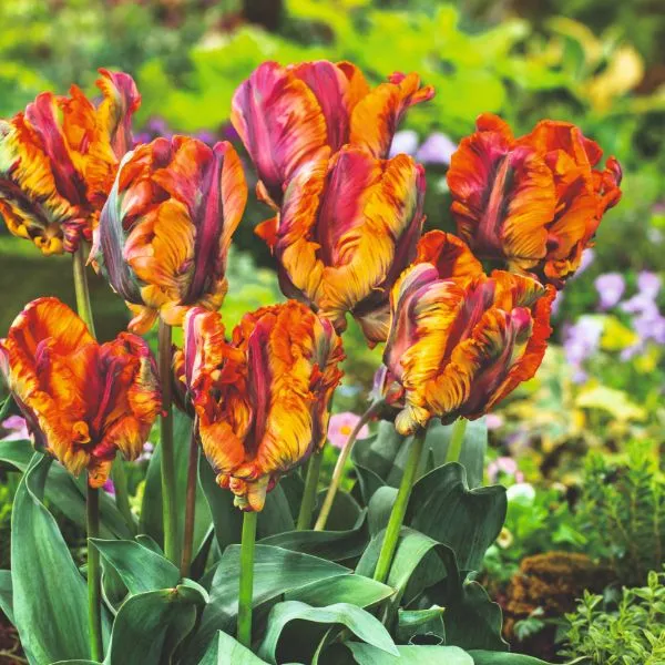 World Botanics Rasta Parrot tulp bloembollen 15 stuks