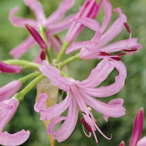 World Botanics Bowdenii Pink nerine bollen herfstbloei pot