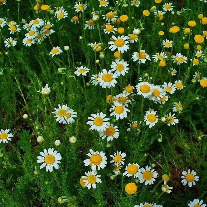 MediGran Anthemis nobilis roomse kamille zaden onbespoten