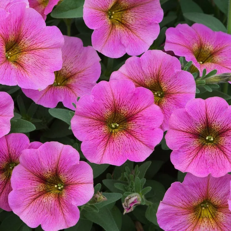 World Botanics Petchoa Beautical jonge planten 1x5