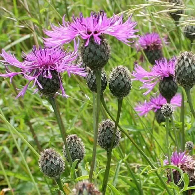 MediGran Centaurea nigra zwart knoopkruid zaden onbespoten