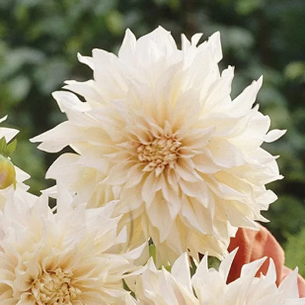 World Botanics Café au Lait dahlia knol crème 1 stuk