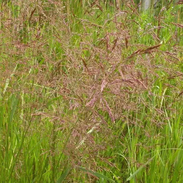MediGran Fioringras Agrostis stolonifera zaden vochtminnend