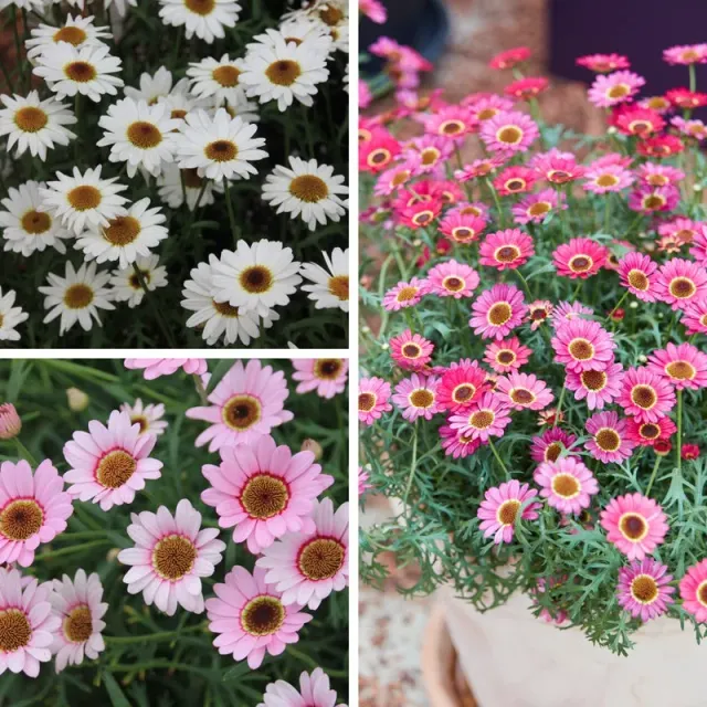 World Botanics Argyranthemum Grandaisy Collection zomerbloeier 15 stuks