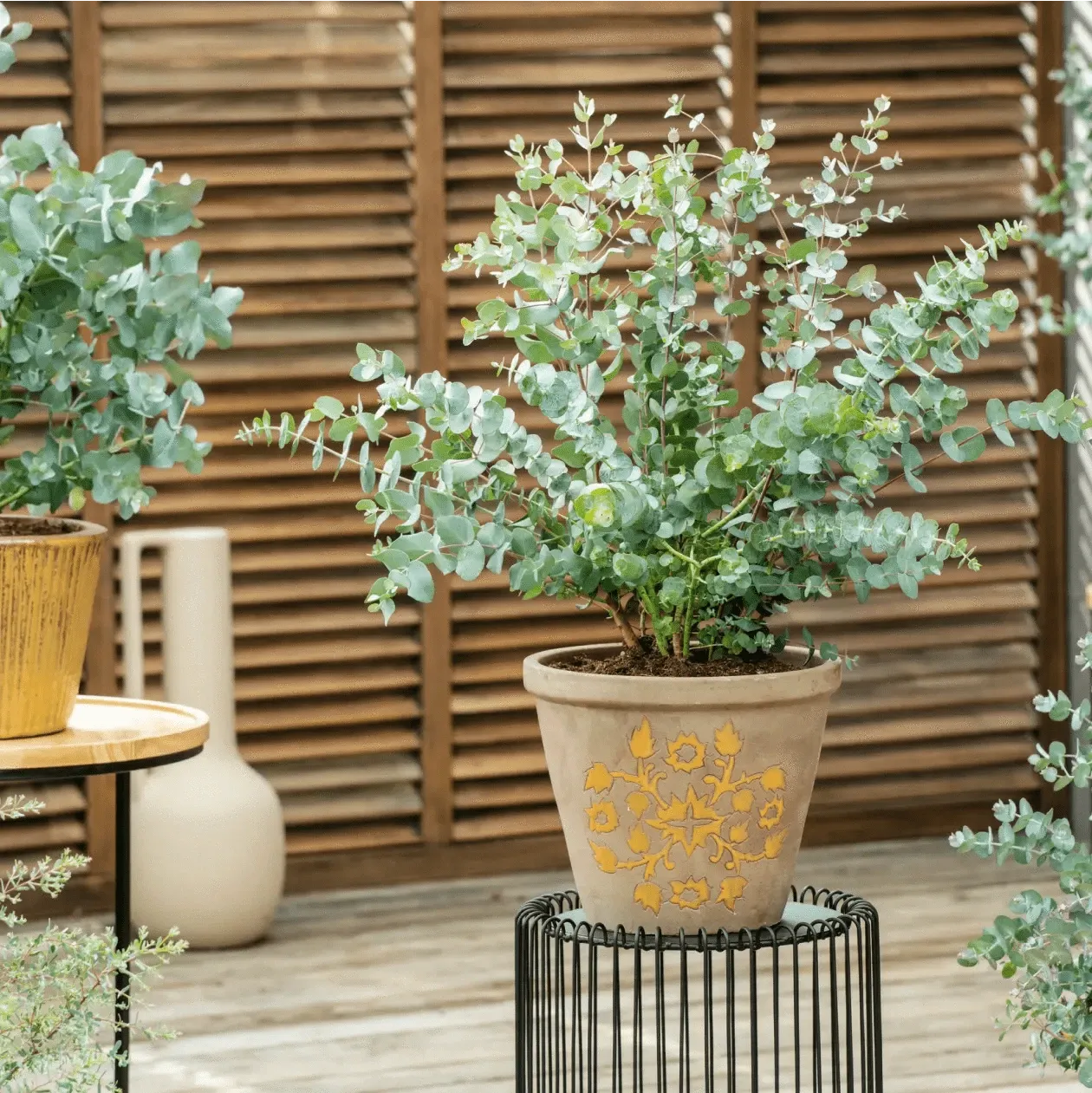 Johnsons Eucalyptus pulverulenta Baby Blue zaden zilverblad