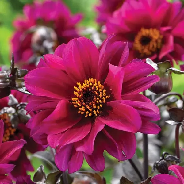 World Botanics Dahlia Bishop of Canterbury knol 1 stuk paars