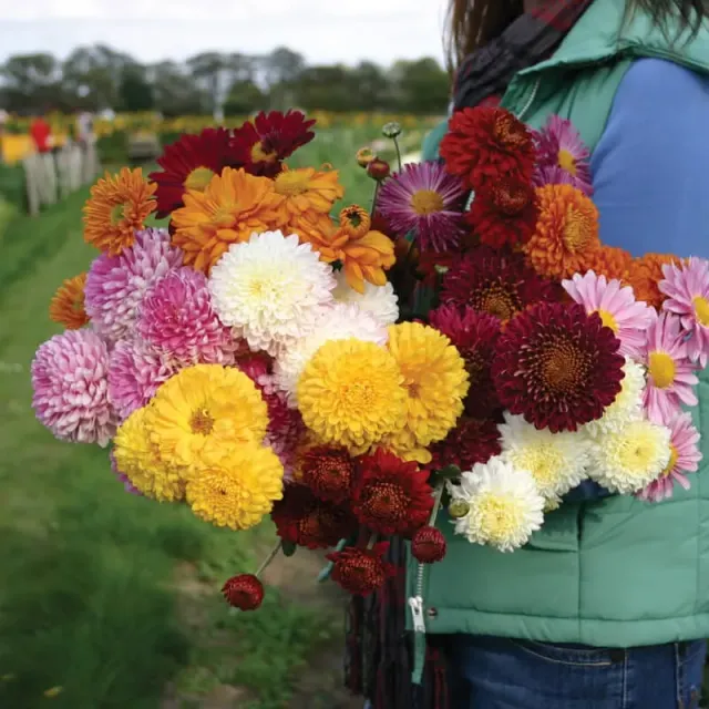 World Botanics Pennine chrysant jonge planten 5 stuks herfst