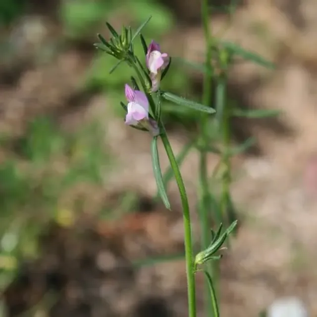 MediGran Misopates orontium Akkerleeuwenbek zaden onbespoten