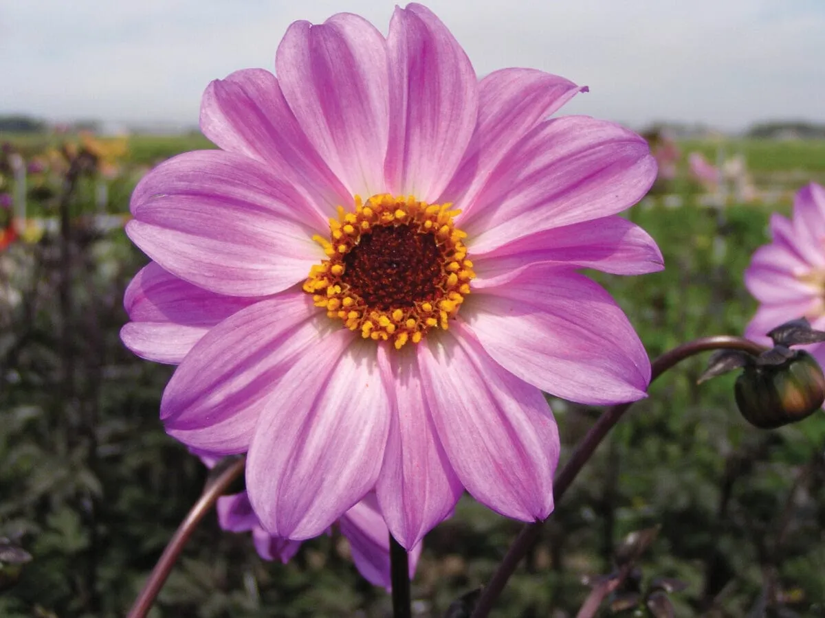 World Botanics Dahlia Bishop of Leicester knol paars 1 stuk
