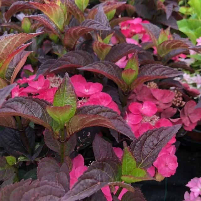 World Botanics Daredevil hortensia potplant 9cm roze