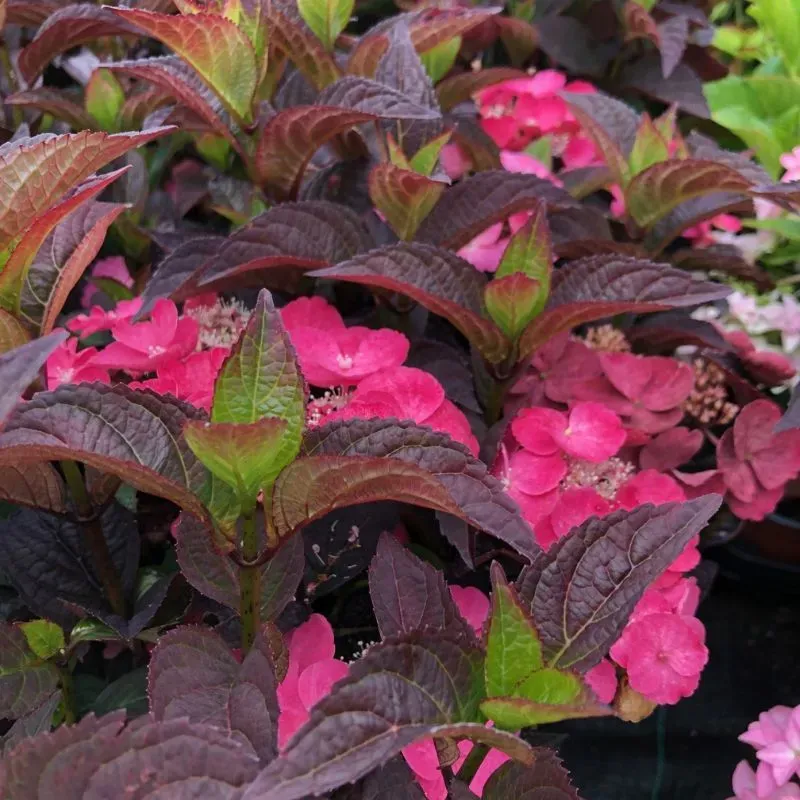 World Botanics Daredevil hortensia potplant 9cm roze