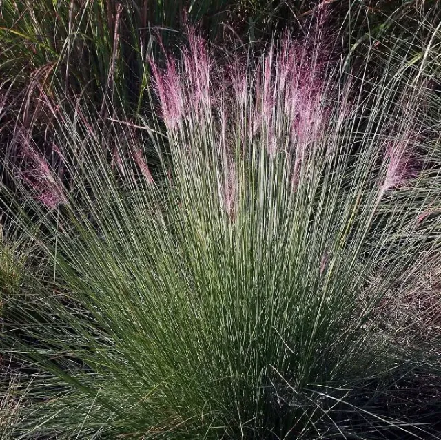 MediGran Molinia caerulea pijpenstrootje zaden
