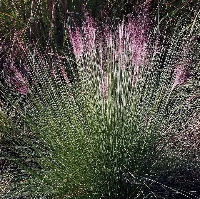 MediGran Molinia caerulea pijpenstrootje zaden