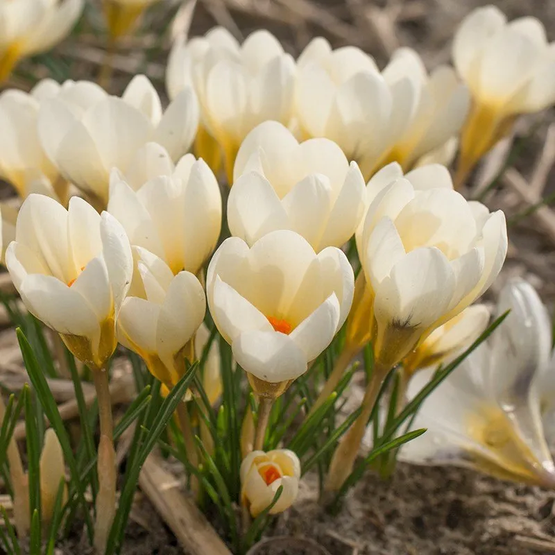 World Botanics Crocus Flower Bulb Collection bloembollen 50 stuks vroeg