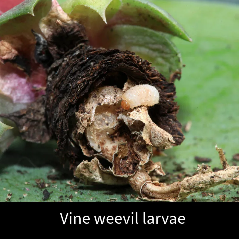 World Botanics Vine Weevil Control aaltjes 100 m²