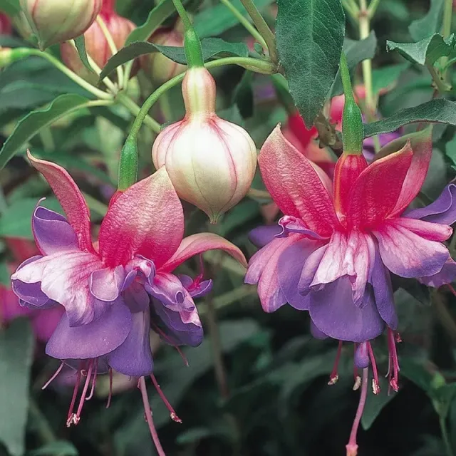 World Botanics Fuchsia Winston Churchill jonge planten 5 stuks roze