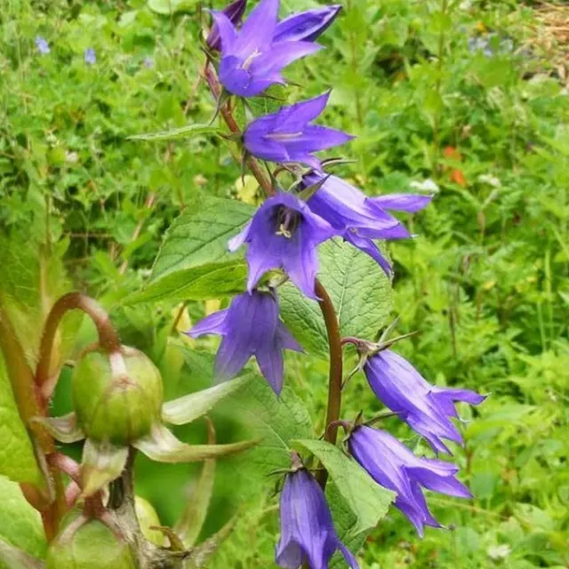 MediGran Campanula latifolia zaden breed klokje onbespoten