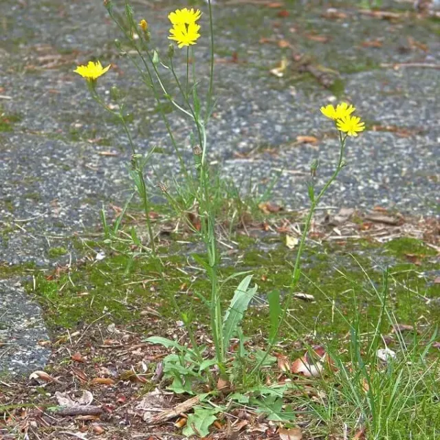 MediGran Crepis capillaris zaden klein streepzaad geel