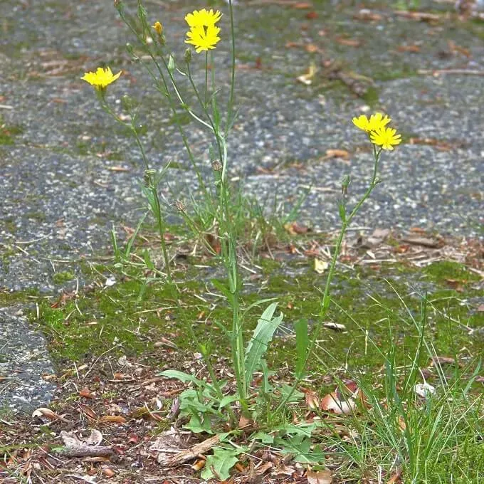 MediGran Crepis capillaris zaden klein streepzaad geel