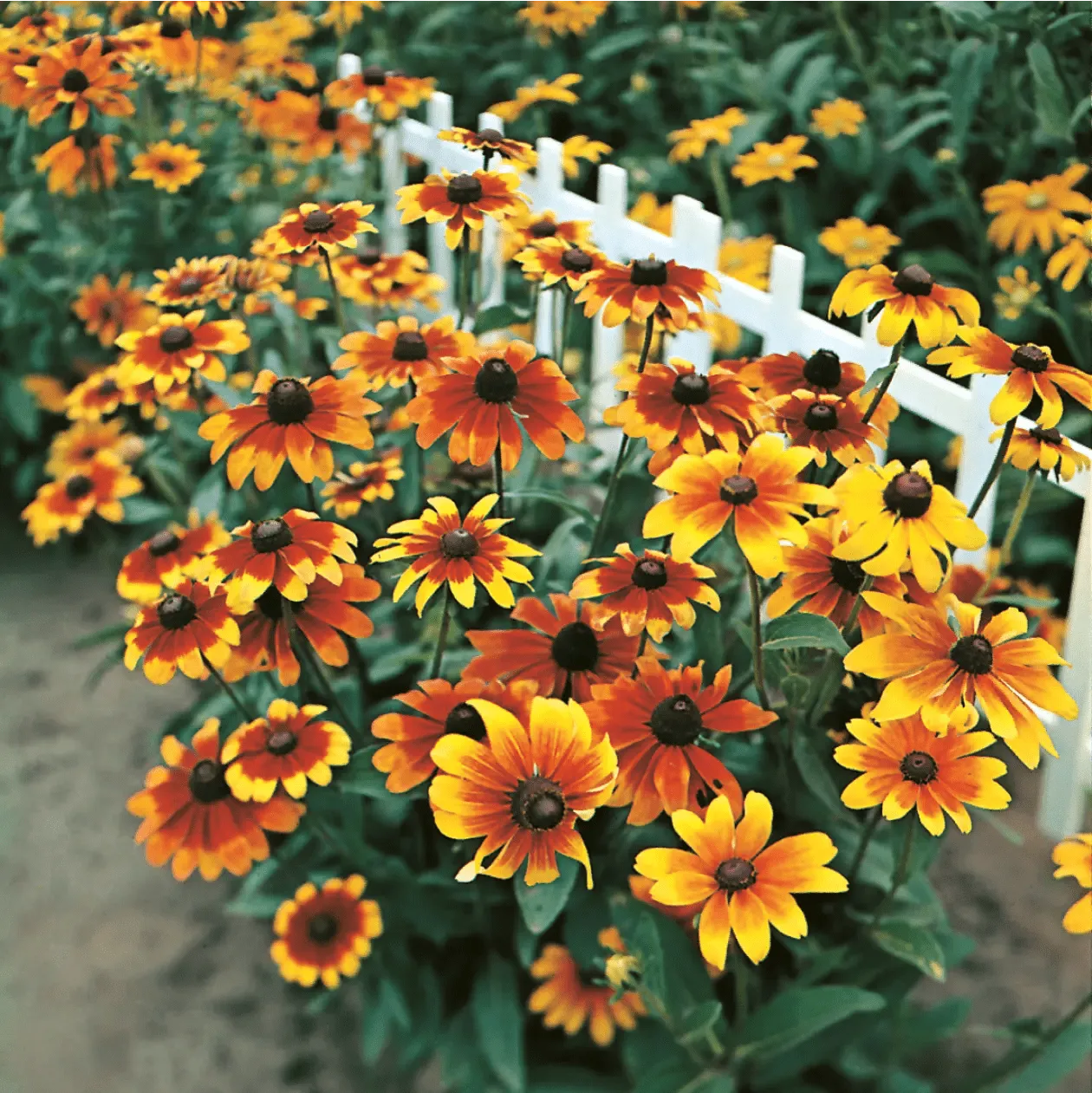 World Botanics Rustic Dwarf rudbeckia zaden 30-50 cm