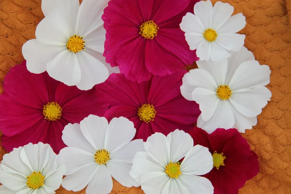 Vitale Rassen Cosmos mix zaden bloemen