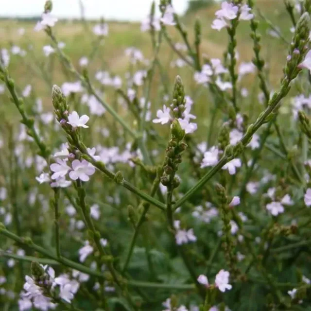 MediGran Verbena officinalis IJzerhard zaden inheems