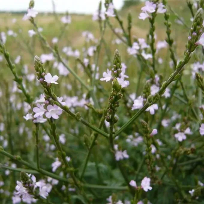 MediGran Verbena officinalis IJzerhard zaden inheems